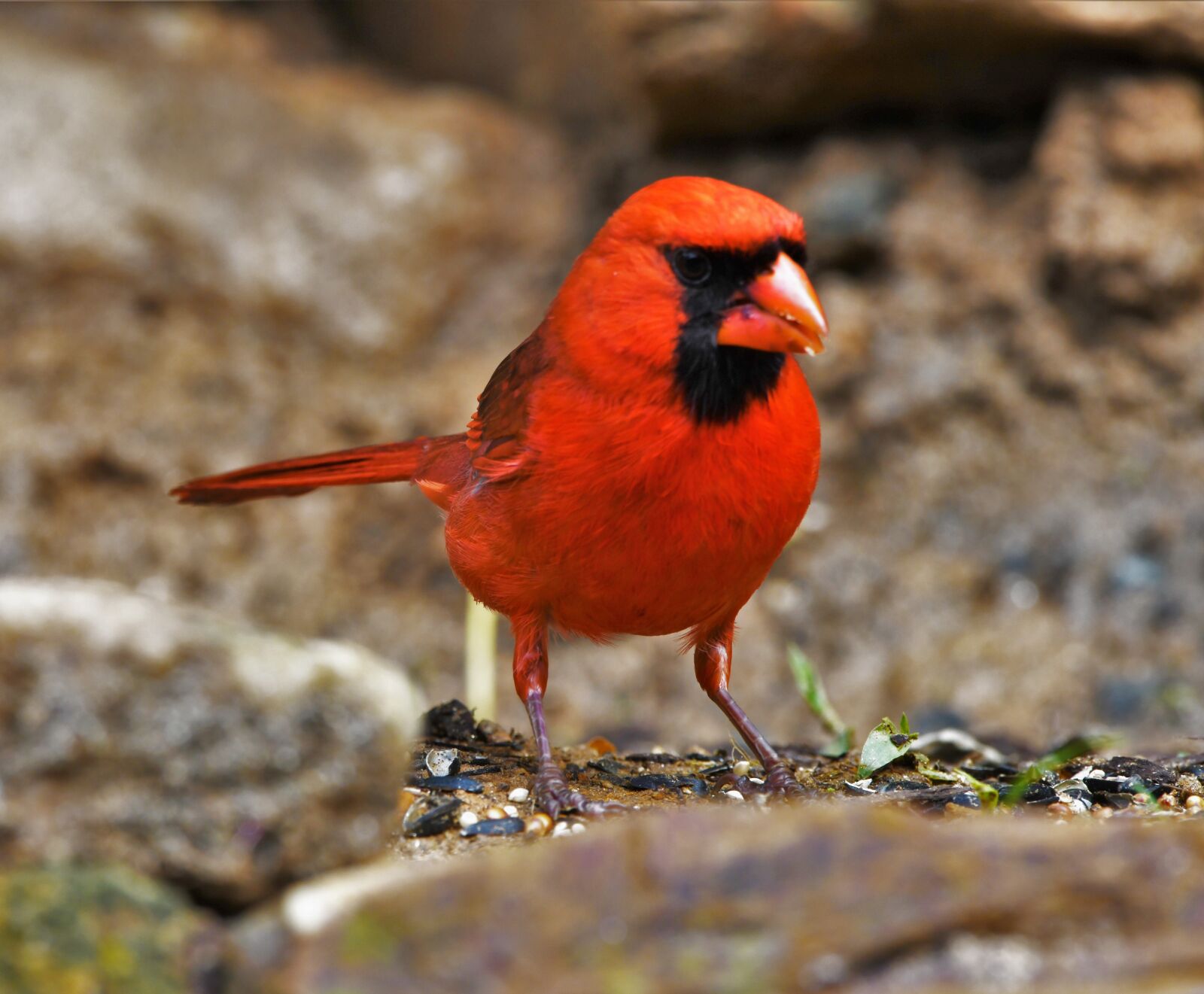 Nikon D850 sample photo. Bird, redbird, cardinal photography