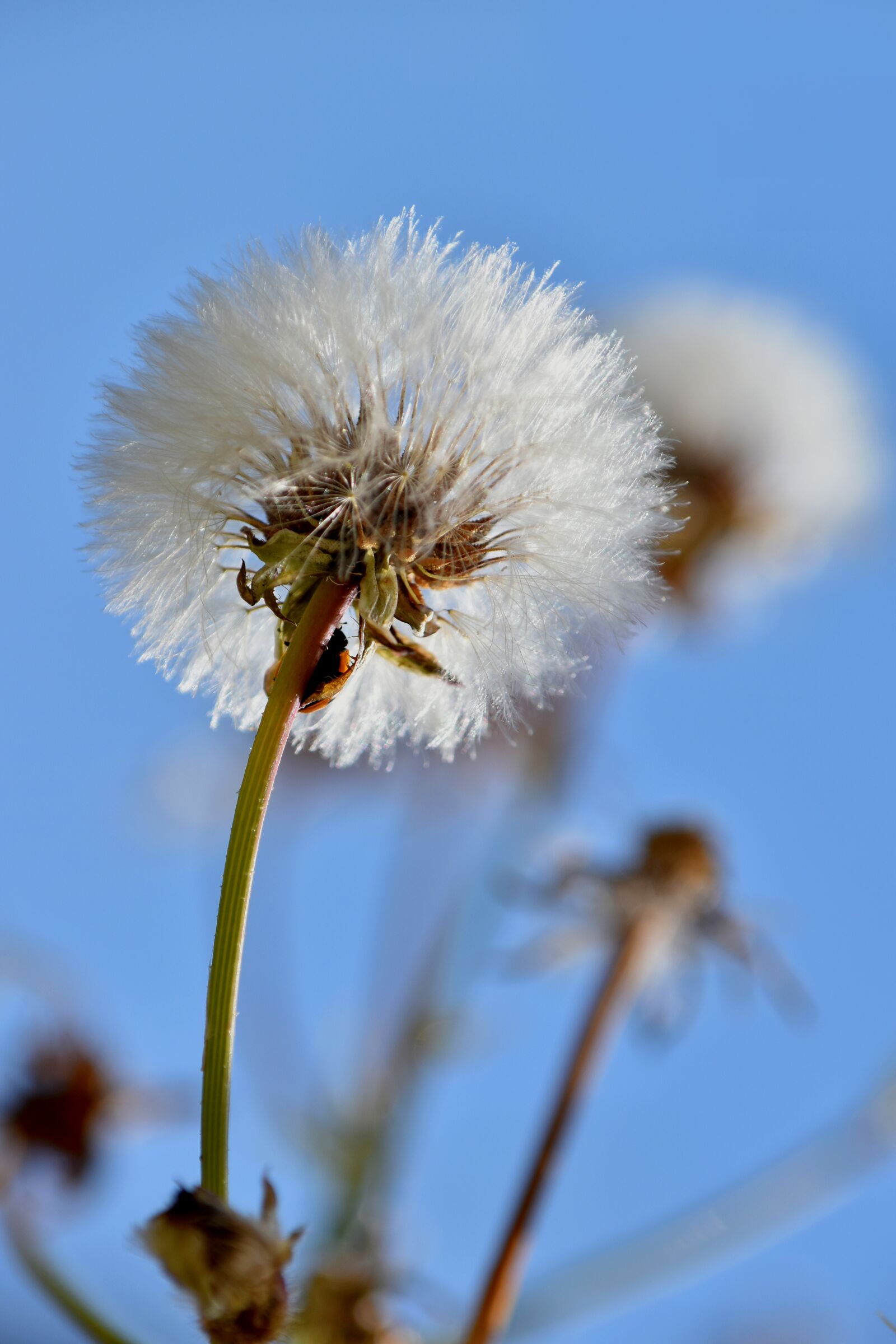 Nikon D3500 sample photo. Dandelion, flower, asteraceae photography
