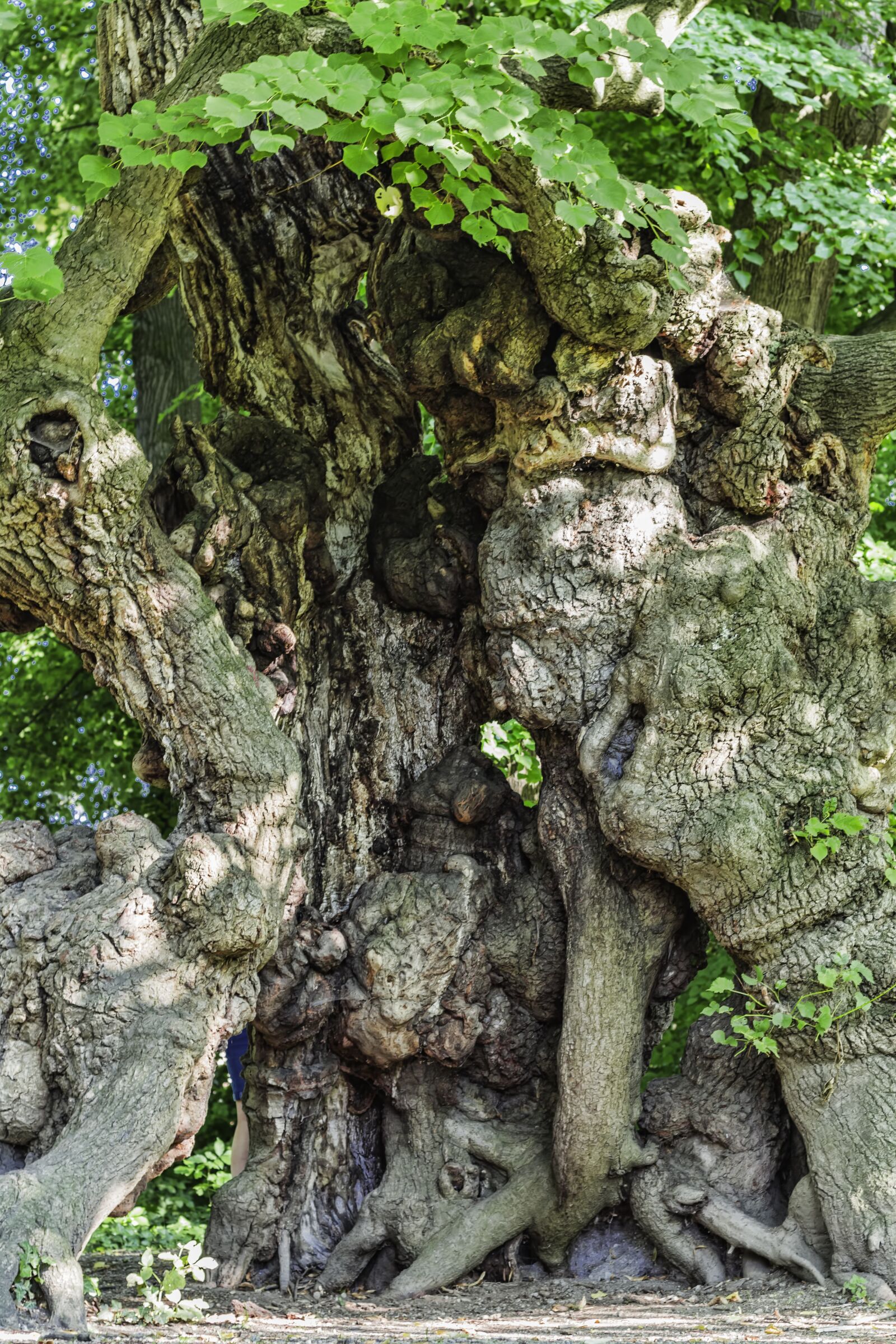 Canon EOS 700D (EOS Rebel T5i / EOS Kiss X7i) + Canon EF 50mm F1.8 STM sample photo. Old tree, tree, artwork photography
