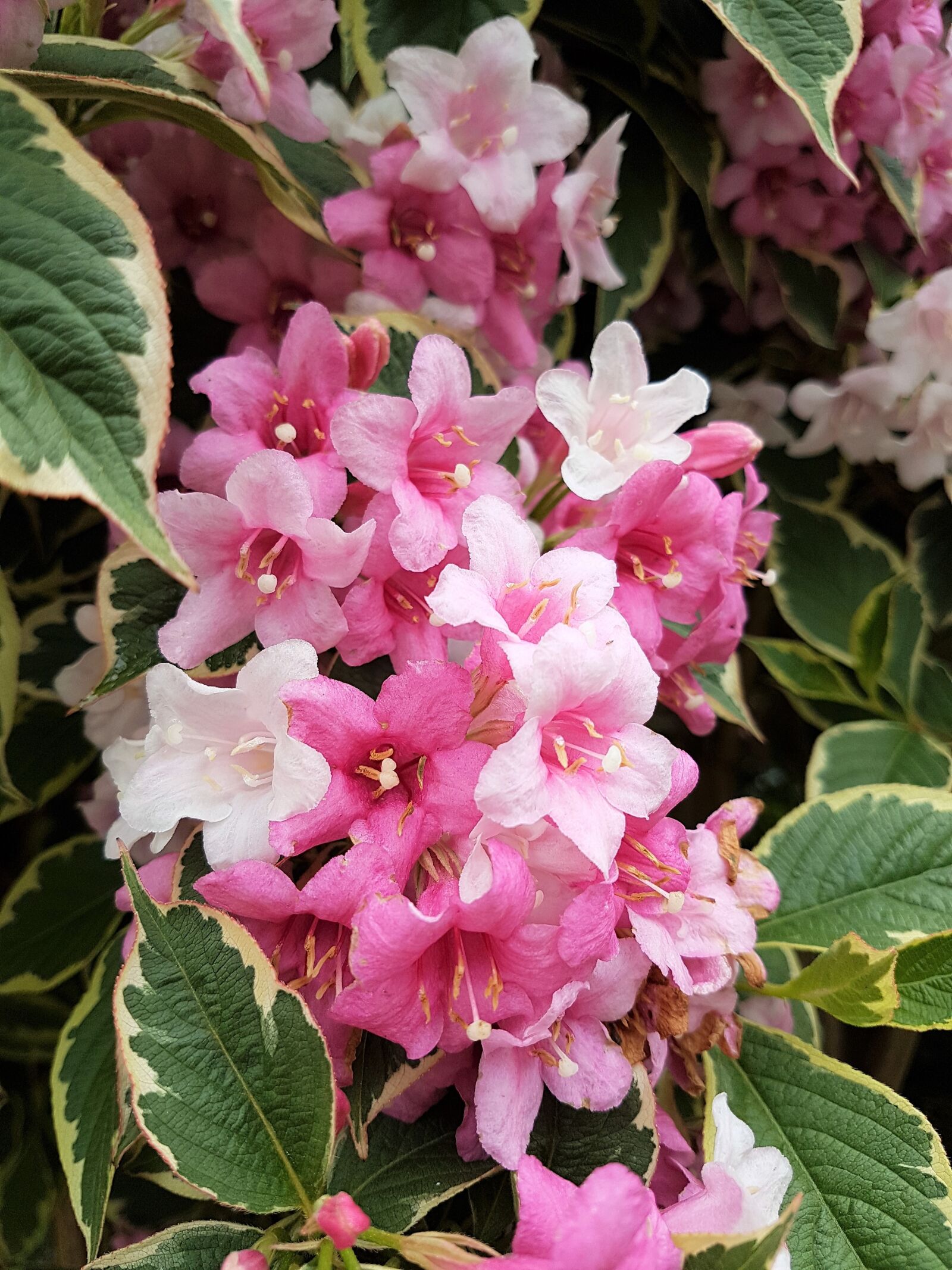 Samsung Galaxy S7 Edge sample photo. Weigela, flowers, pink photography