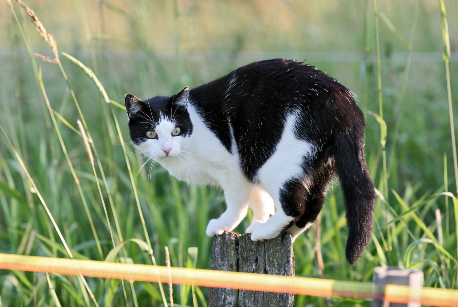 Canon EOS 20D sample photo. Cat, fence post, spring photography