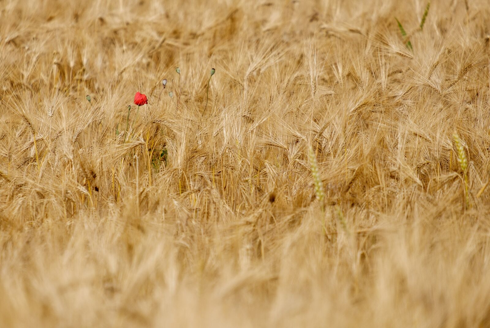 Fujifilm X-T2 + Fujifilm XF 55-200mm F3.5-4.8 R LM OIS sample photo. Poppy, blossom, bloom photography