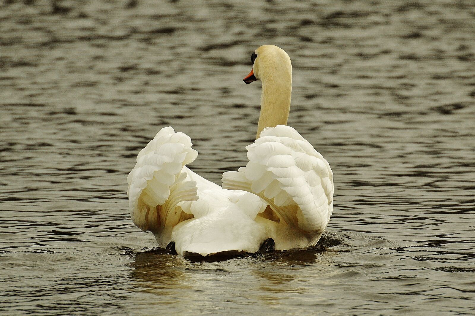 Nikon D3200 sample photo. Swan, water bird, animal photography