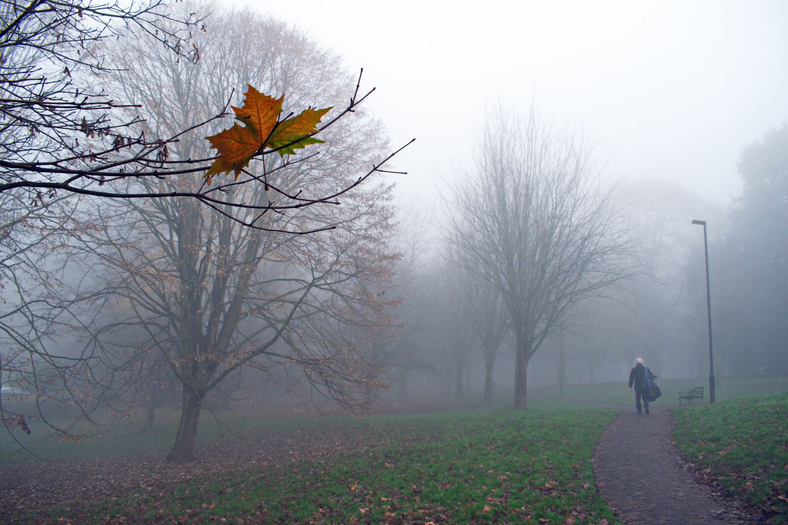 Nikon D3300 sample photo. Lost in the fog photography
