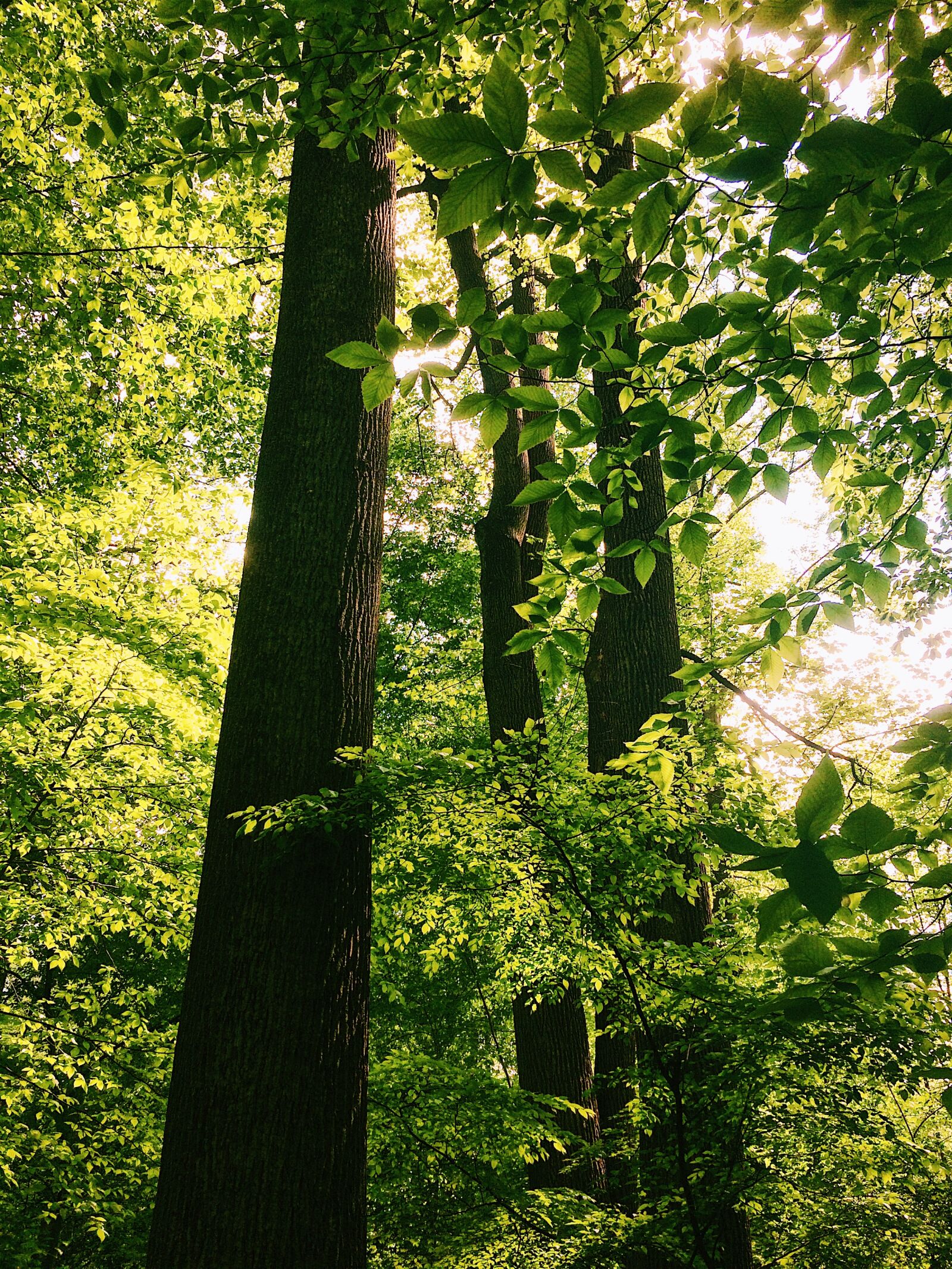 iPhone 5s back camera 4.15mm f/2.2 sample photo. Beautiful, forest, green, green photography