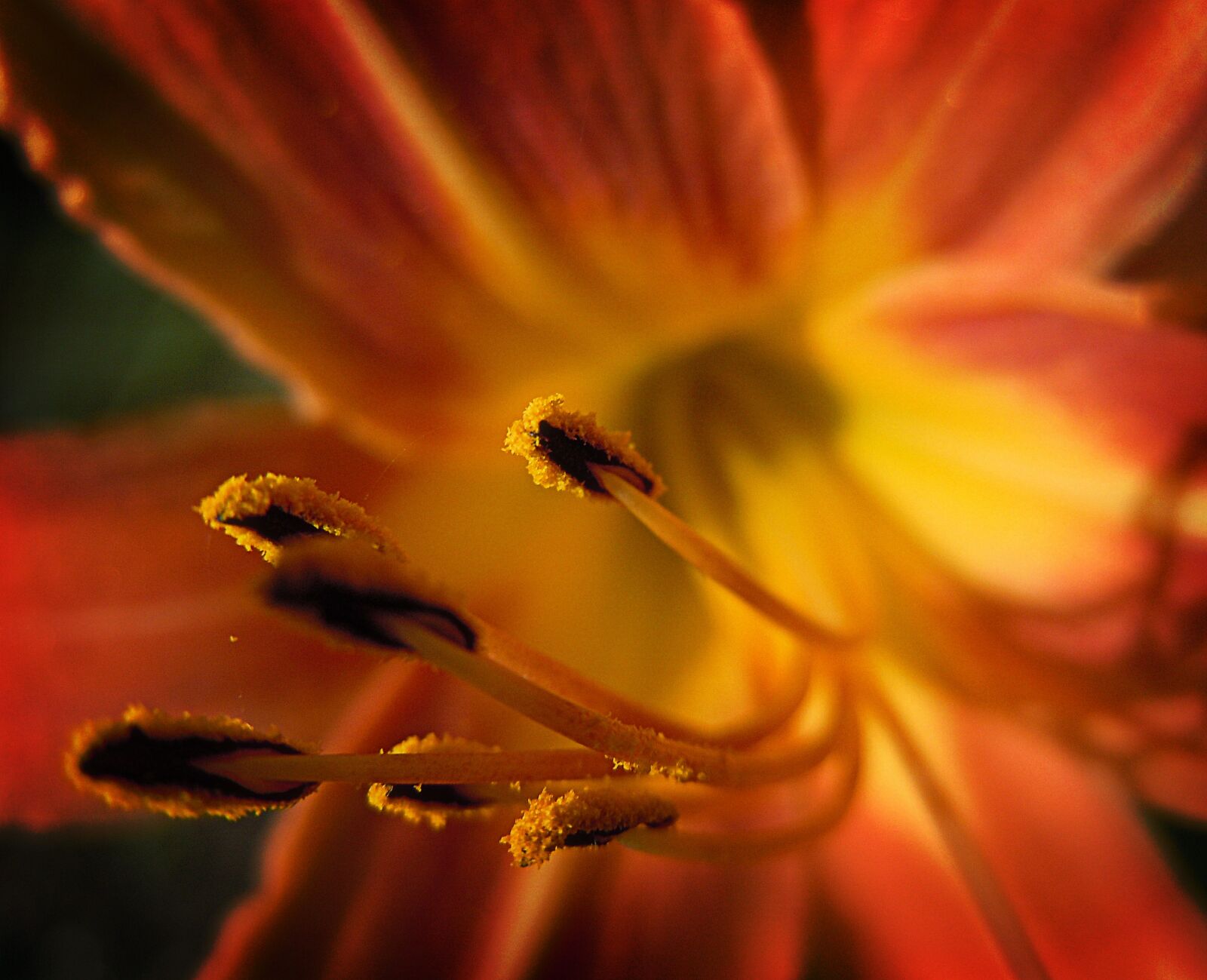 Nikon Coolpix S8000 sample photo. Summer, lily bloom, petals photography