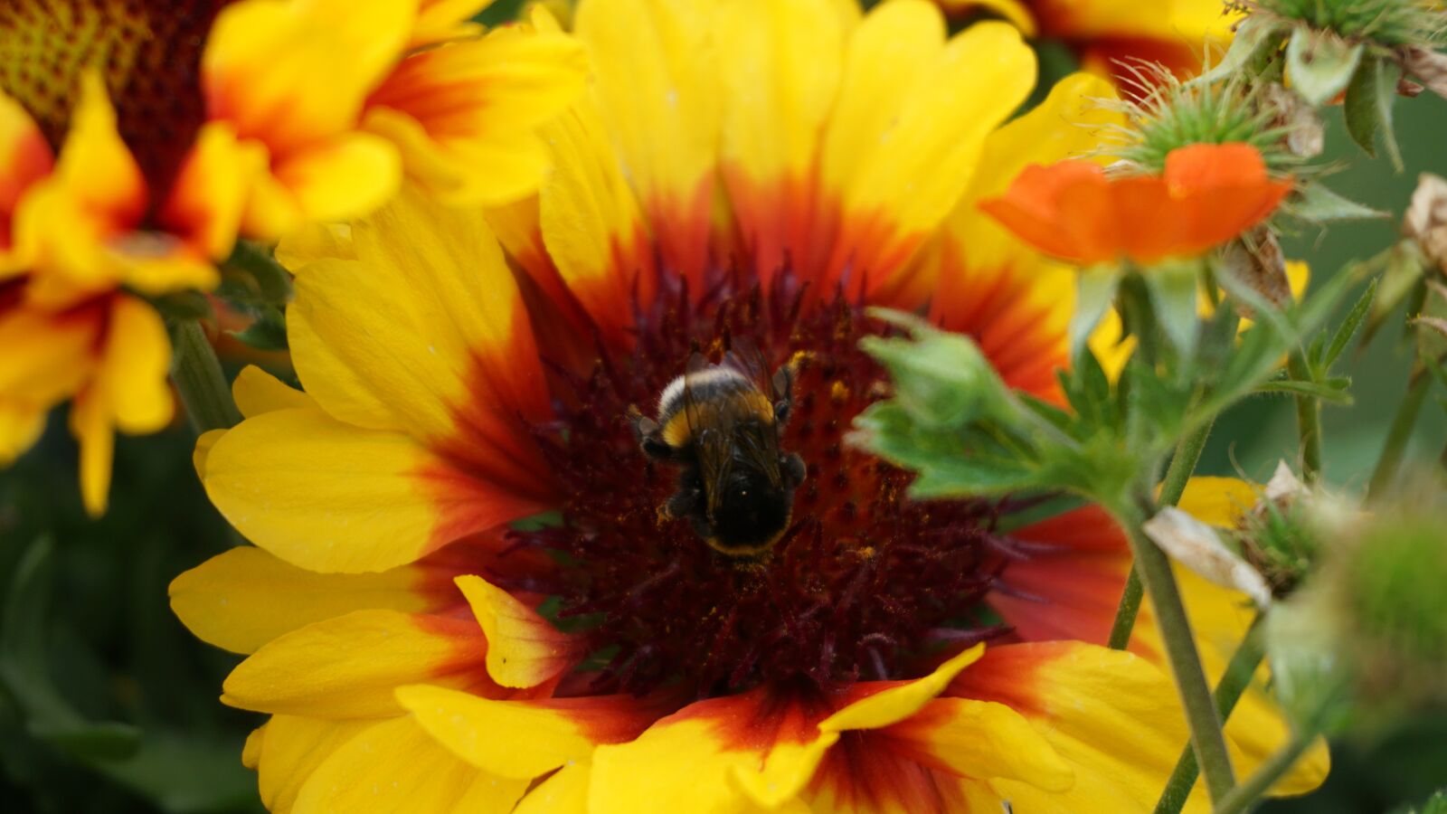 Sony a6000 sample photo. Bumblebee, hummel, insect photography