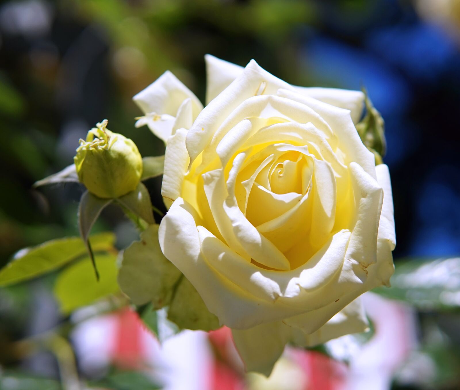 Sigma 30mm F1.4 DC DN | C sample photo. Rose, white, flower photography