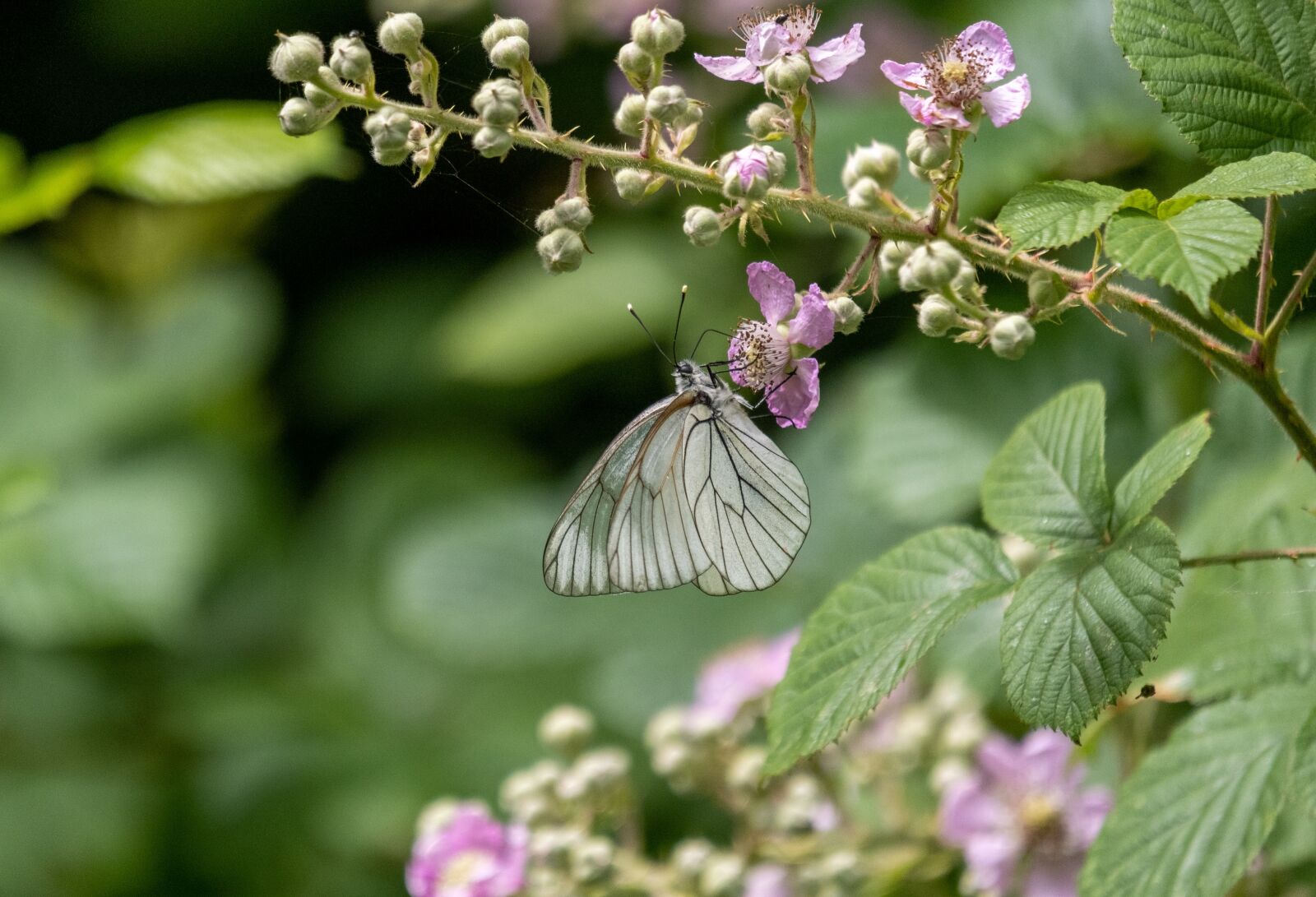 Fujifilm XF 55-200mm F3.5-4.8 R LM OIS sample photo. Butterfly, burr, insect photography