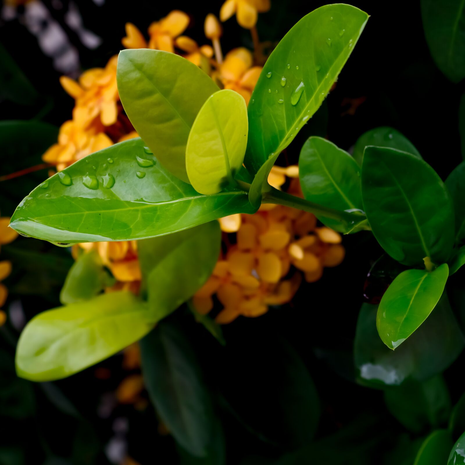 Canon EOS 750D (EOS Rebel T6i / EOS Kiss X8i) sample photo. Leaves, dew, osiris photography