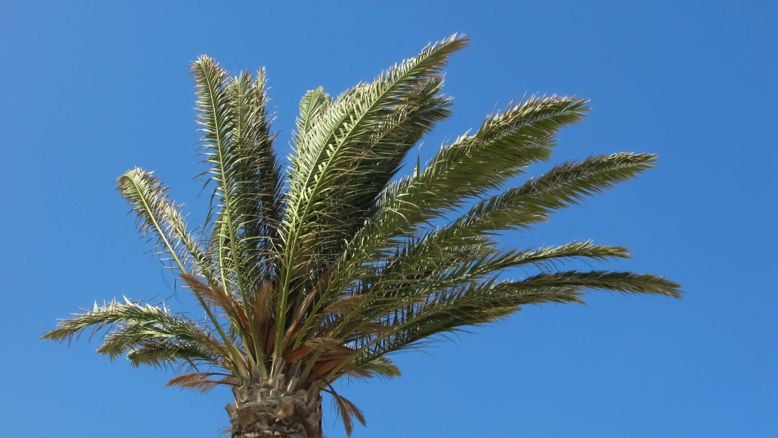 Canon PowerShot SX400 IS sample photo. Palm, tree, sky photography