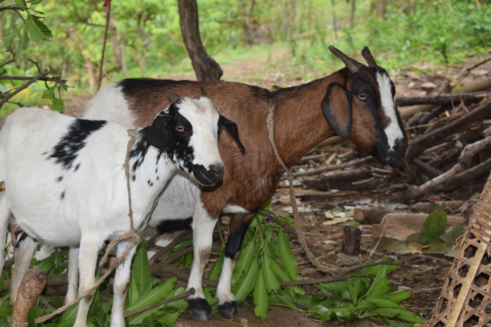 Nikon D5300 sample photo. Goat, local goat, kenya photography