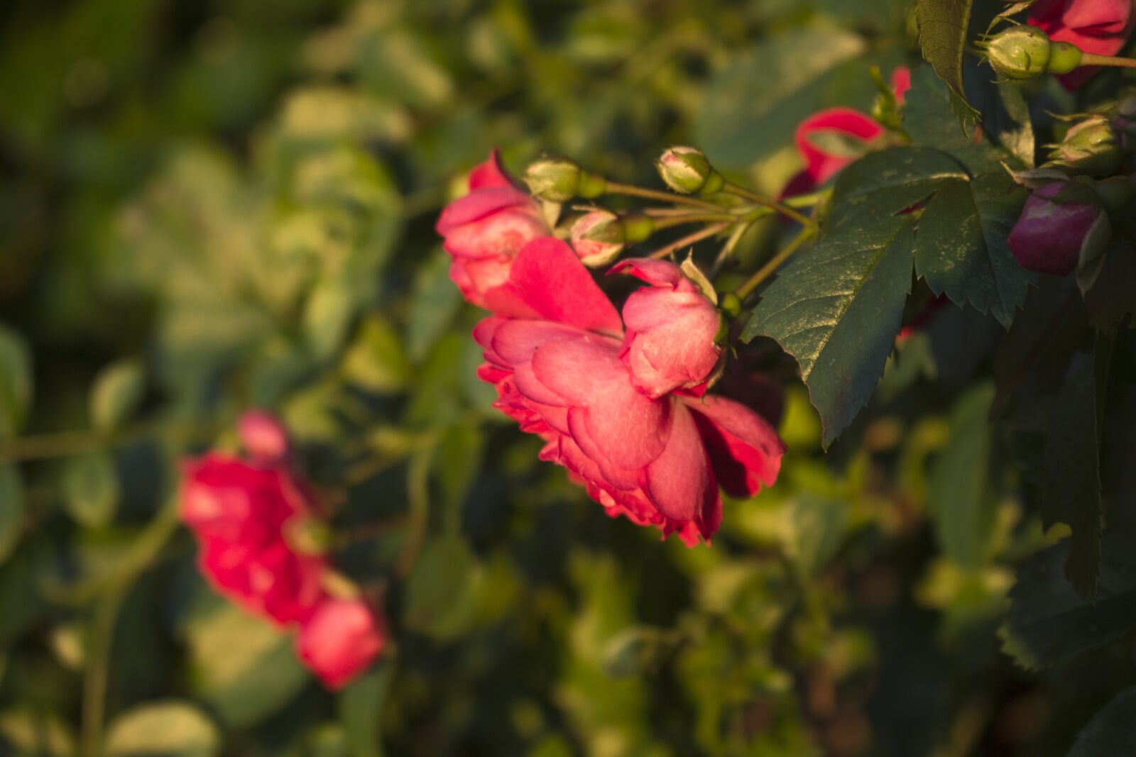 Canon EOS 700D (EOS Rebel T5i / EOS Kiss X7i) sample photo. Rose, red, delicate photography