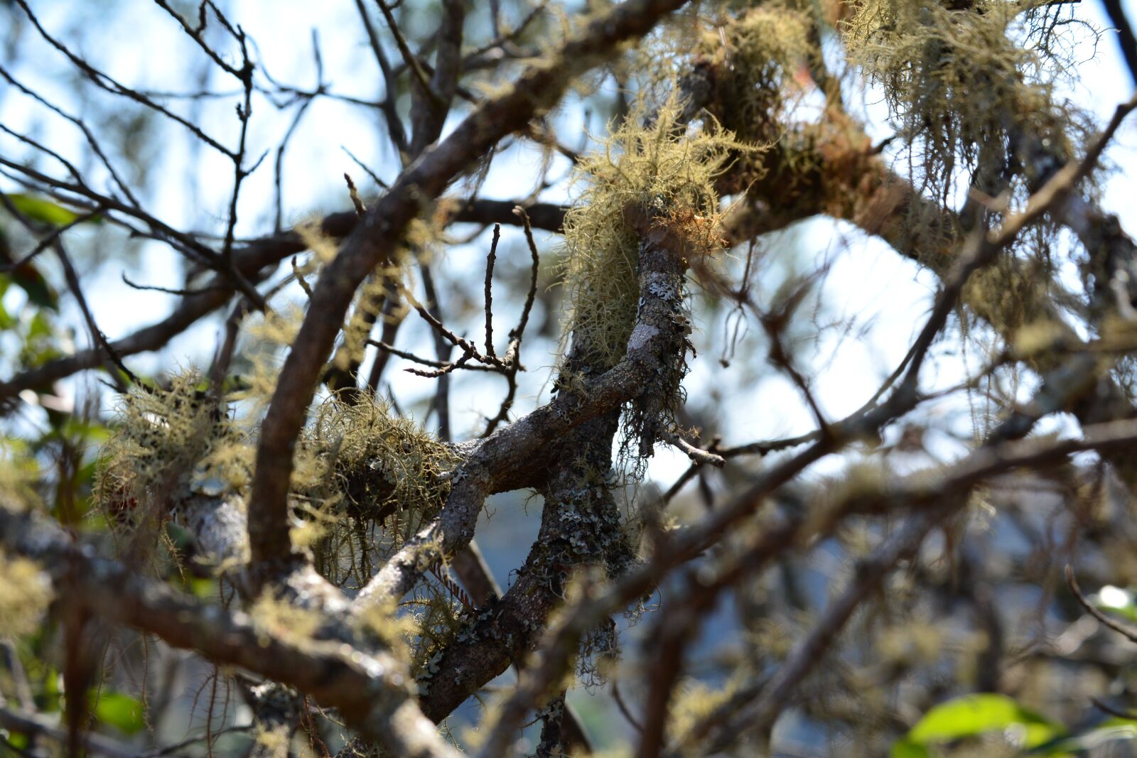 Nikon D5200 sample photo. Old man's beard, usnea photography