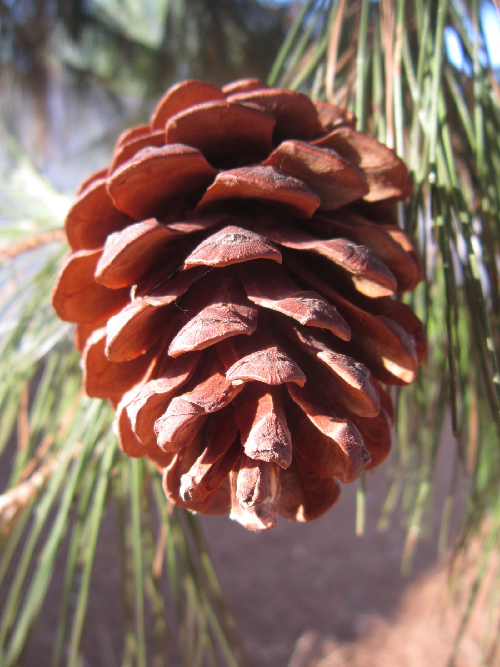 Canon PowerShot A3200 IS sample photo. Pine cones, close up photography