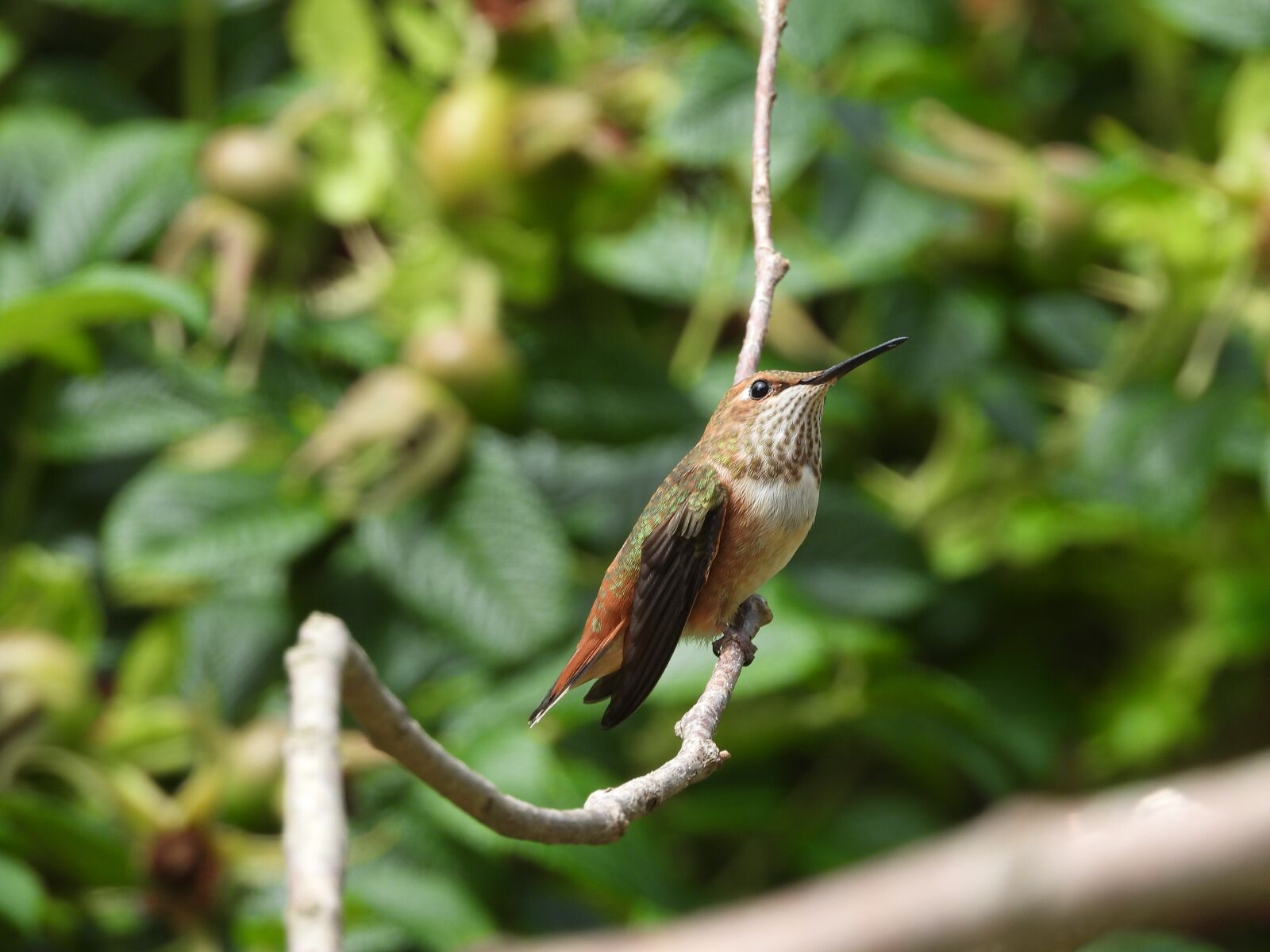 Nikon Coolpix P1000 sample photo. Hummingbird, wild, nature photography