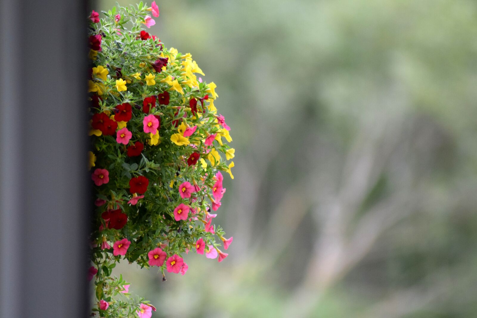 Nikon D3300 sample photo. Flowers, background, balcony photography