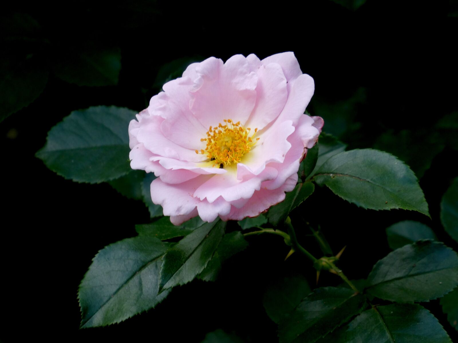 Panasonic DC-TZ91 sample photo. Rose, pink, close up photography