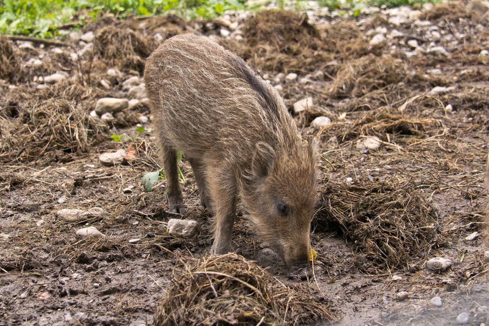 Nikon D5300 sample photo. Nature, animal world, mammal photography