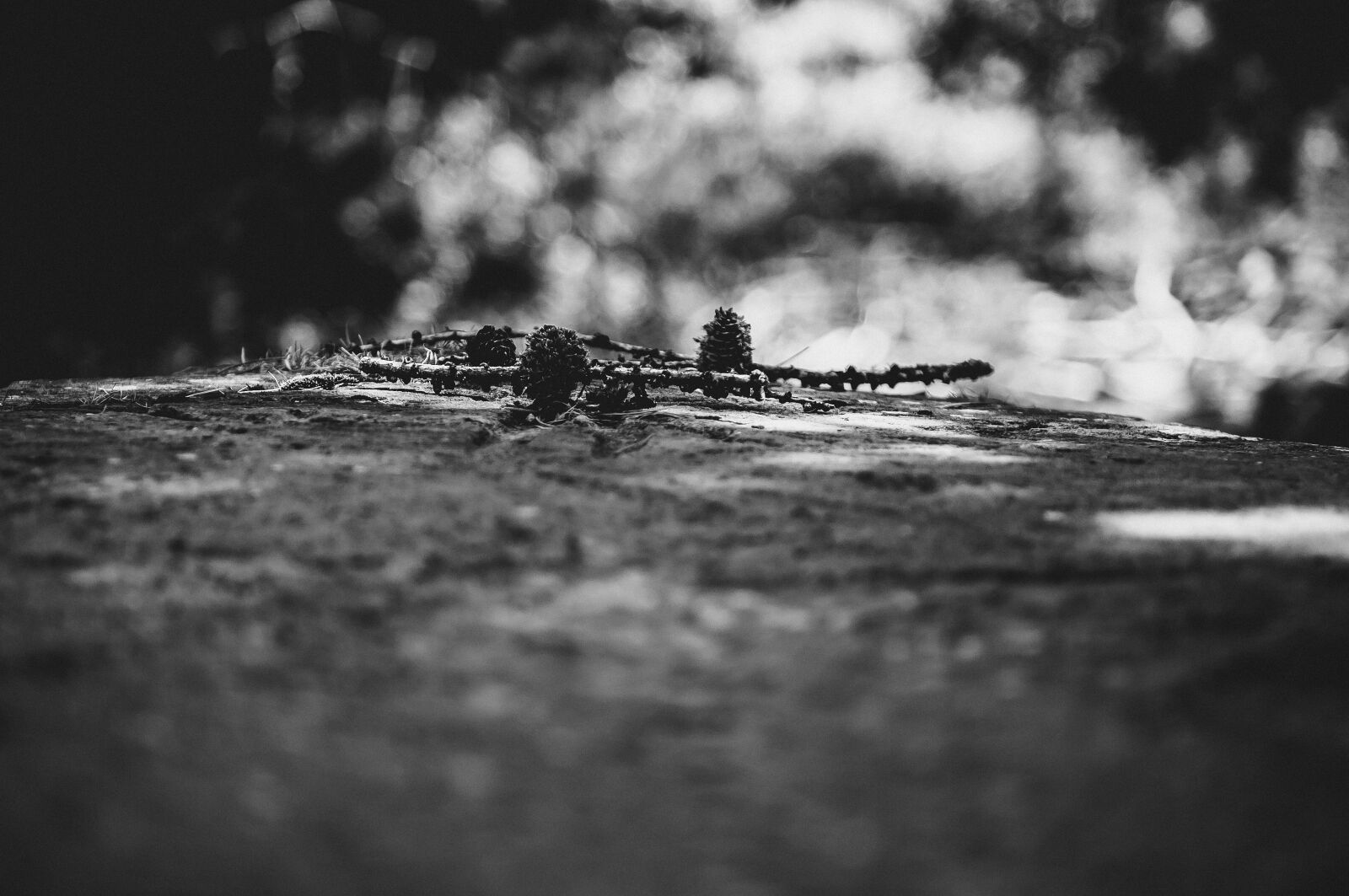 Nikon D300S sample photo. Pinyon pine, nature, mountain photography