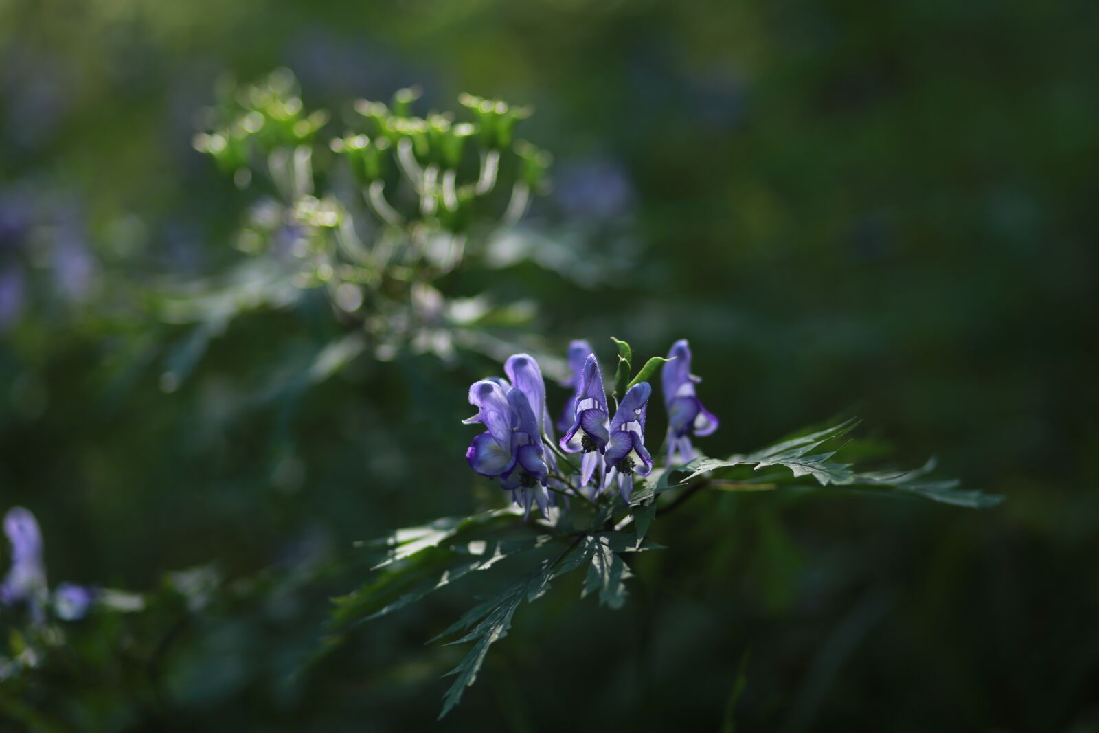 Canon EF 85mm F1.8 USM sample photo. Headpiece flower, wildflower, flowers photography