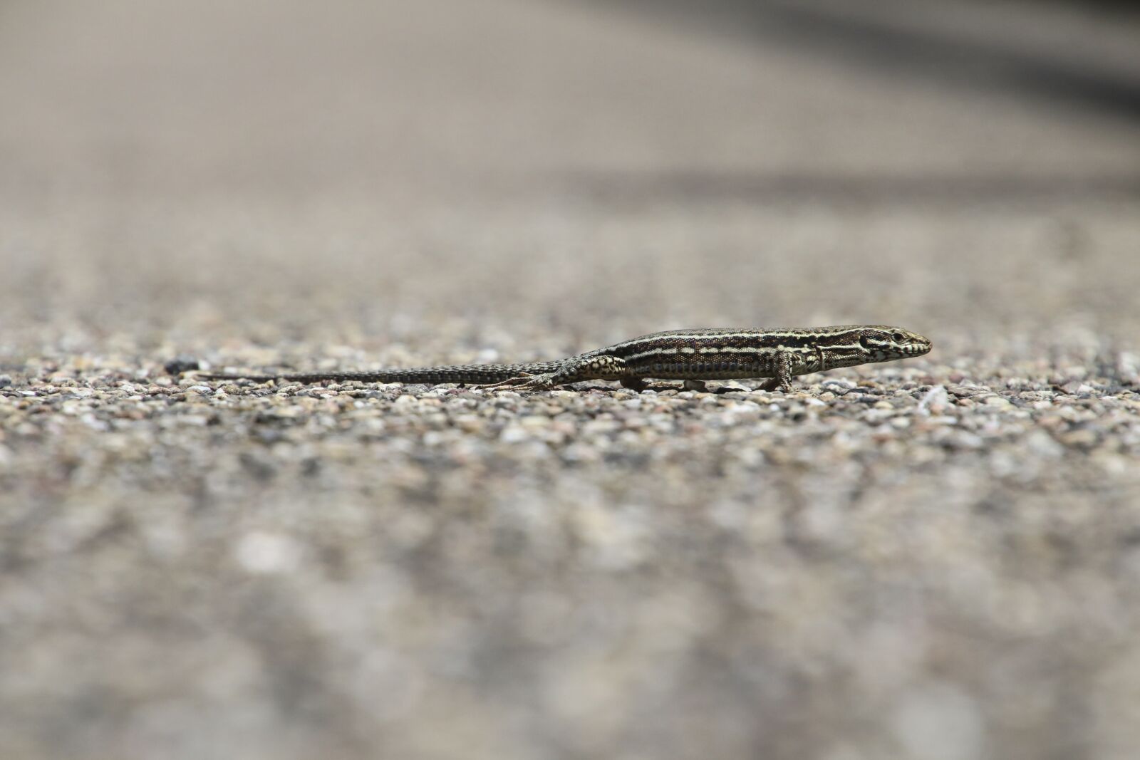 Canon EOS 70D sample photo. Lizard, wall lizard, real photography