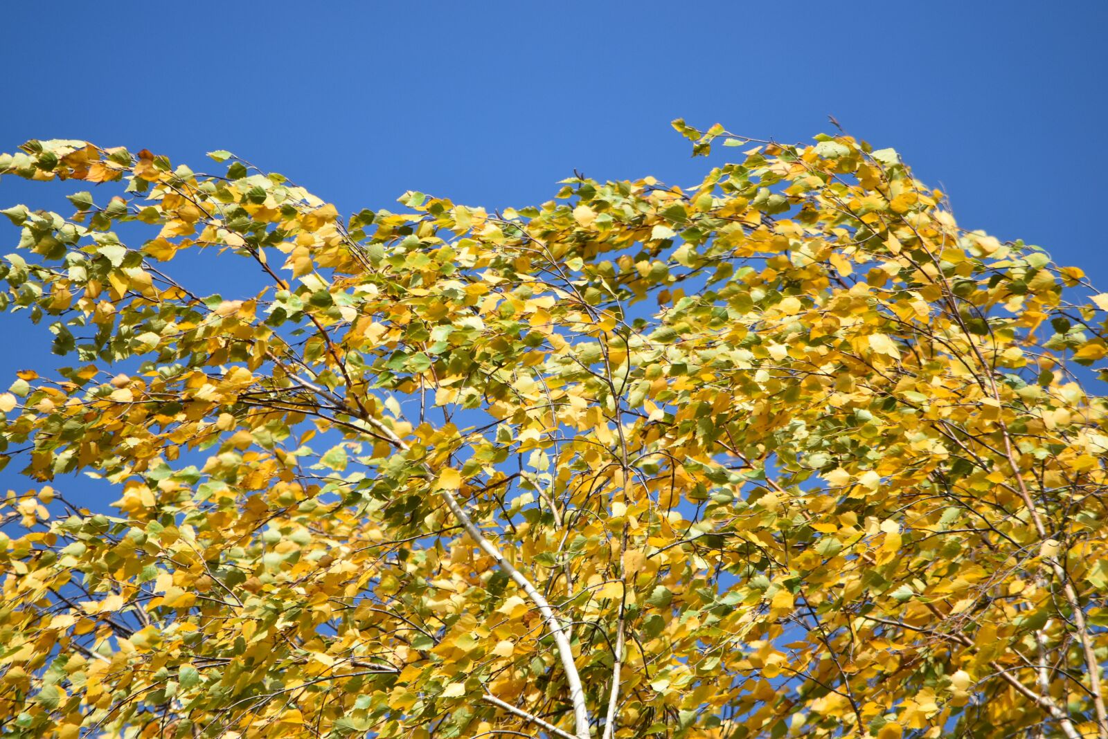Nikon D5500 sample photo. Forward, autumn, leaves photography