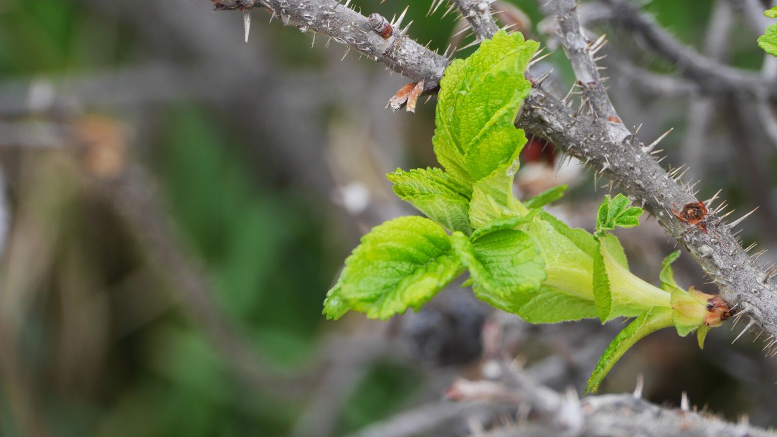 Panasonic Lumix DMC-GH3 sample photo. Leaf, plants, nature photography