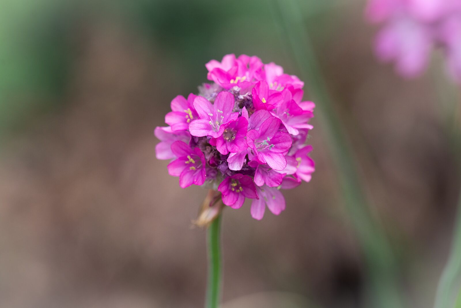 Nikon D7100 sample photo. Flower, pink, pink flower photography