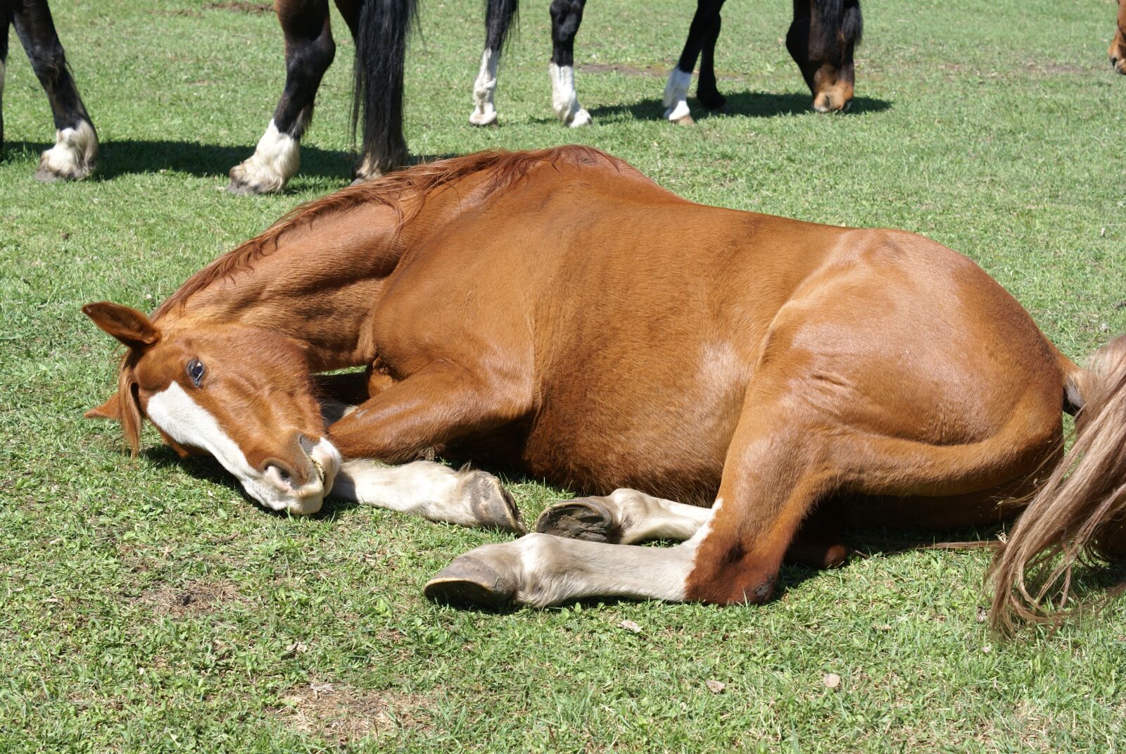 Sony Alpha DSLR-A100 sample photo. Horse, laying, meadow photography