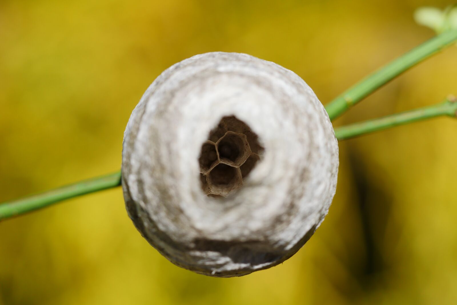 Panasonic Lumix DMC-GH4 sample photo. Wasp, paper wasp, garden photography