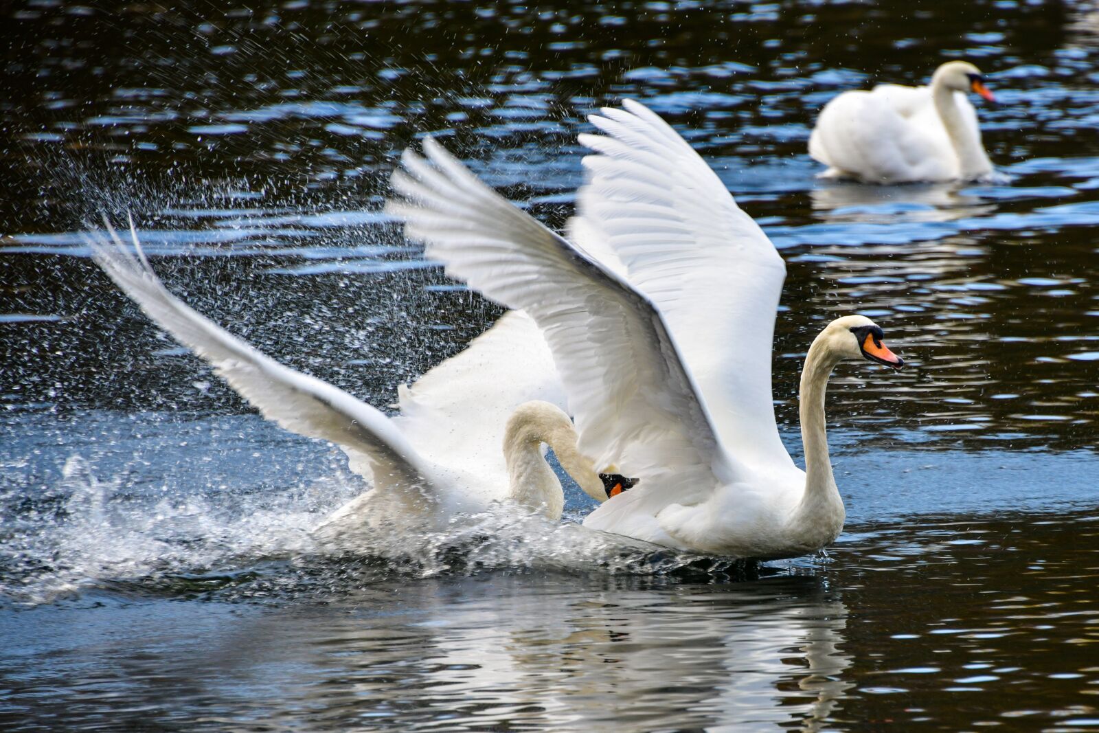 Nikon D850 sample photo. Swans, lake, love photography