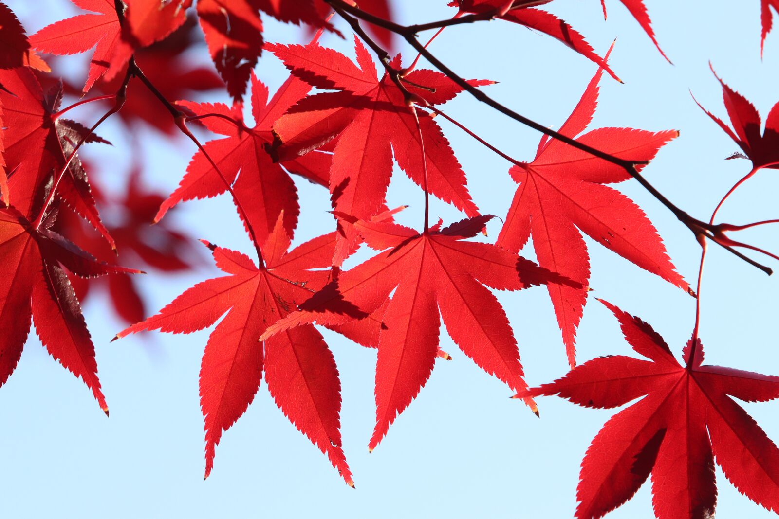 Canon EF 70-200mm F2.8L USM sample photo. Autumn, autumn leaves, the photography