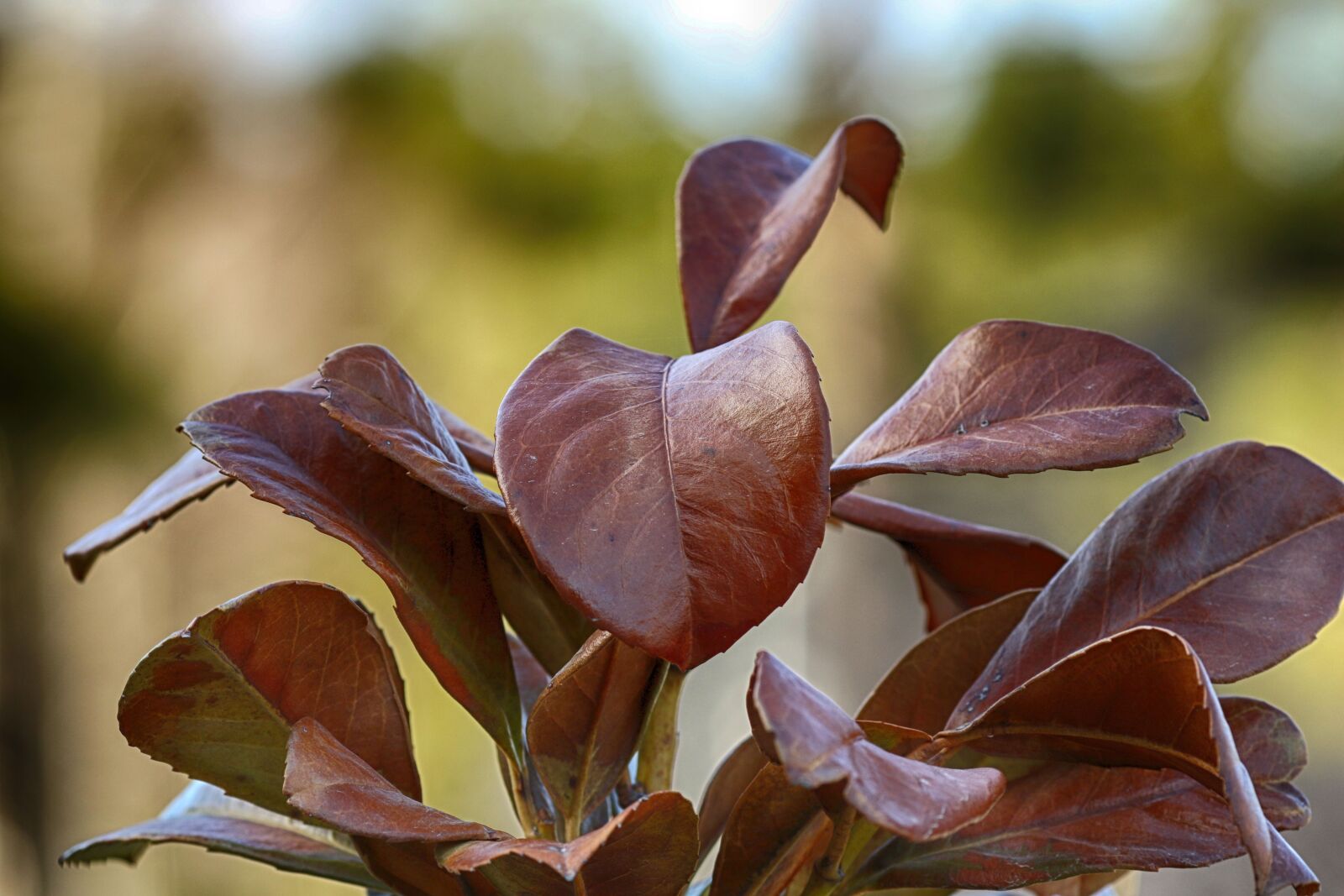 Canon EOS 7D Mark II + Canon EF 135mm F2L USM sample photo. Nature, leaf, flora photography
