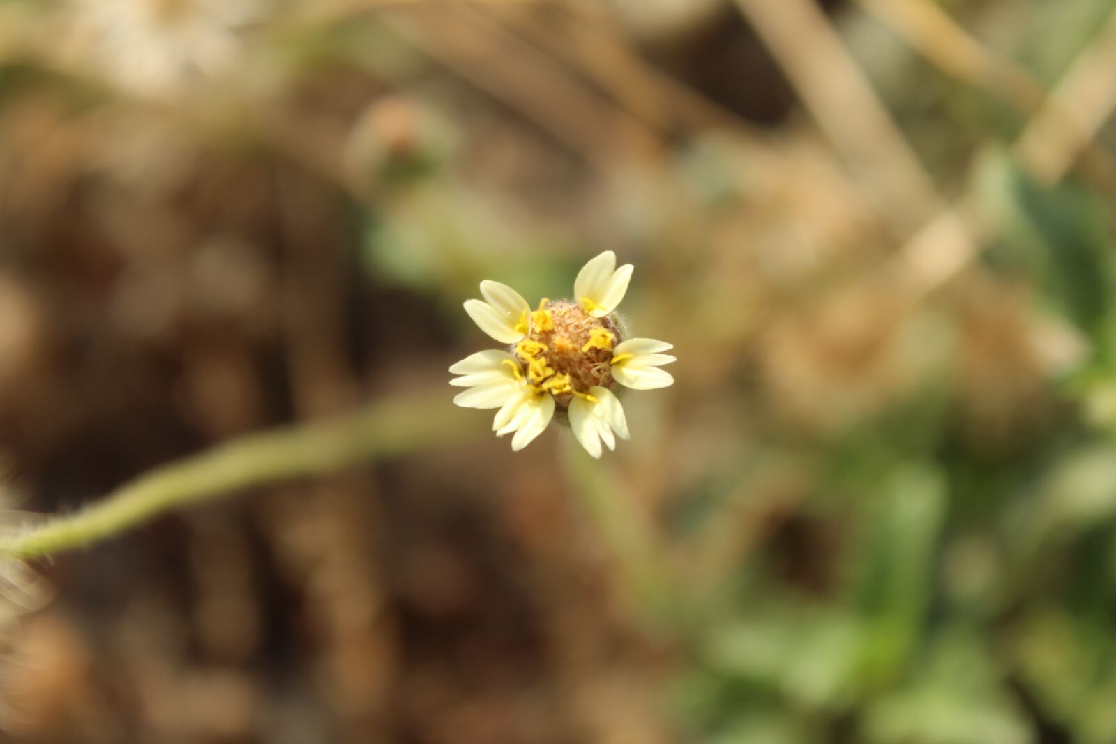 Canon EOS 1300D (EOS Rebel T6 / EOS Kiss X80) sample photo. Wild flower, nature, flowers photography