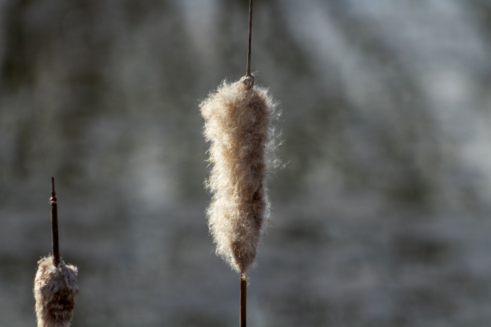 Canon EF75-300mm f/4-5.6 sample photo. Mace, sedge, crop photography