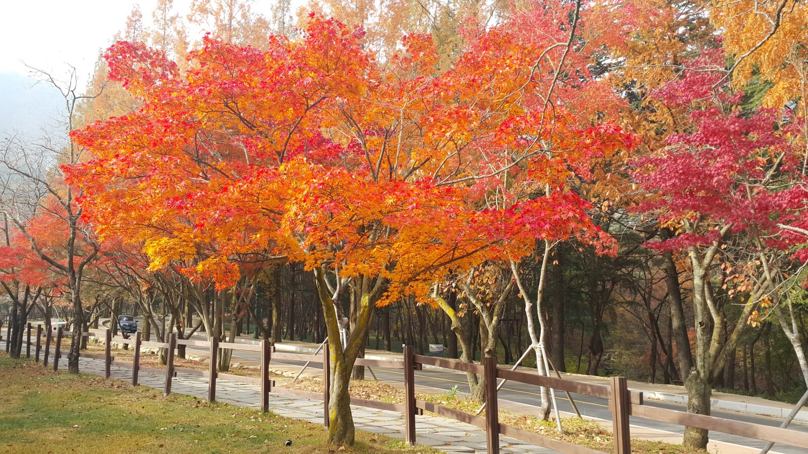Samsung Galaxy Note4 sample photo. Gold mountain, autumn, autumn photography