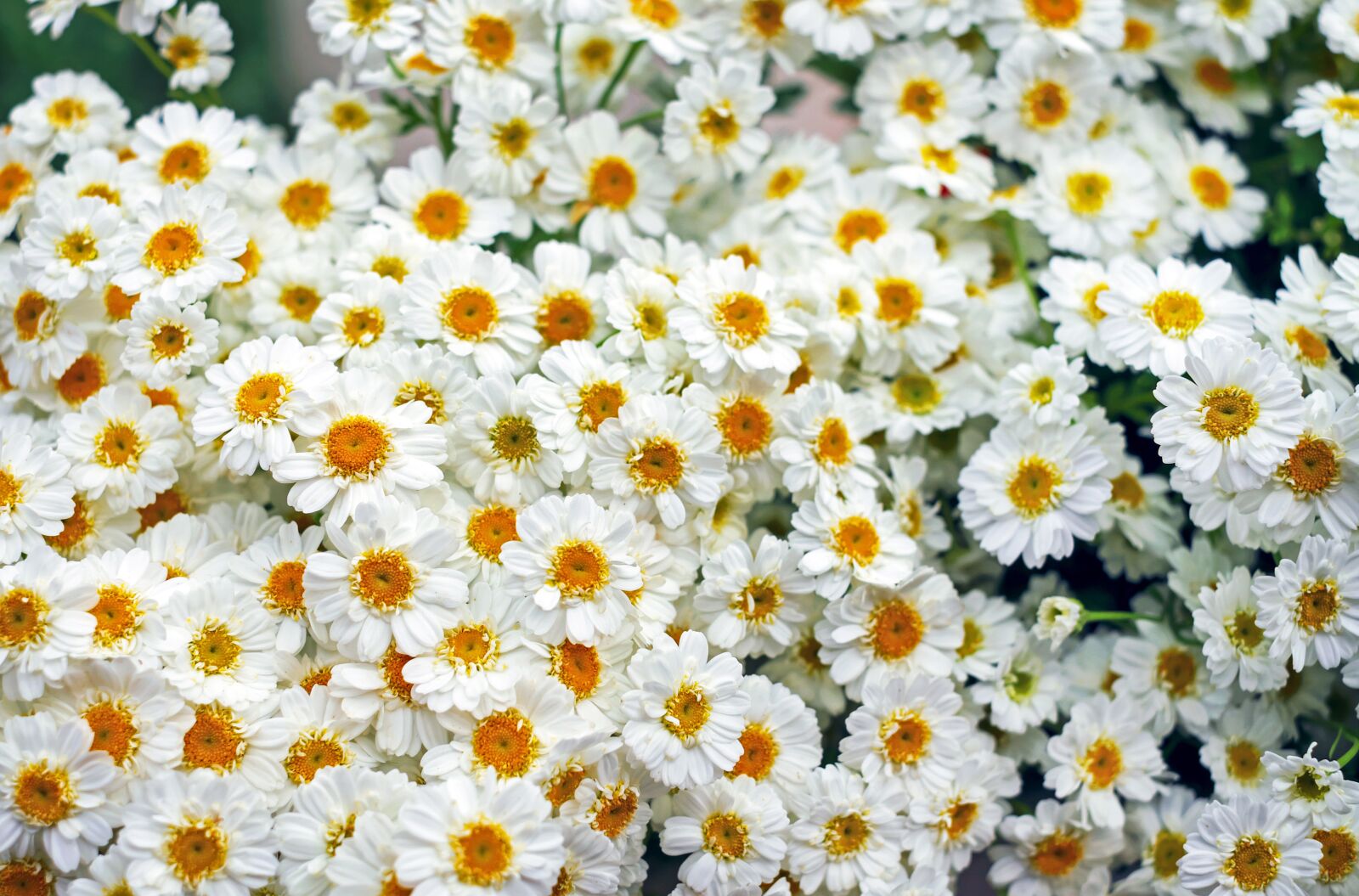 Fujifilm X-T10 + Fujifilm XF 35mm F1.4 R sample photo. White germini, gerbera, flower photography
