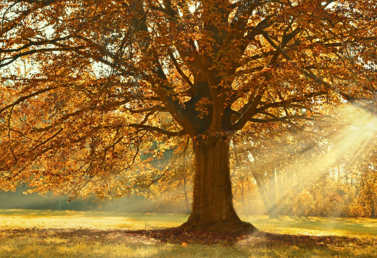 Nikon D5600 sample photo. Tree, deciduous tree, linde photography