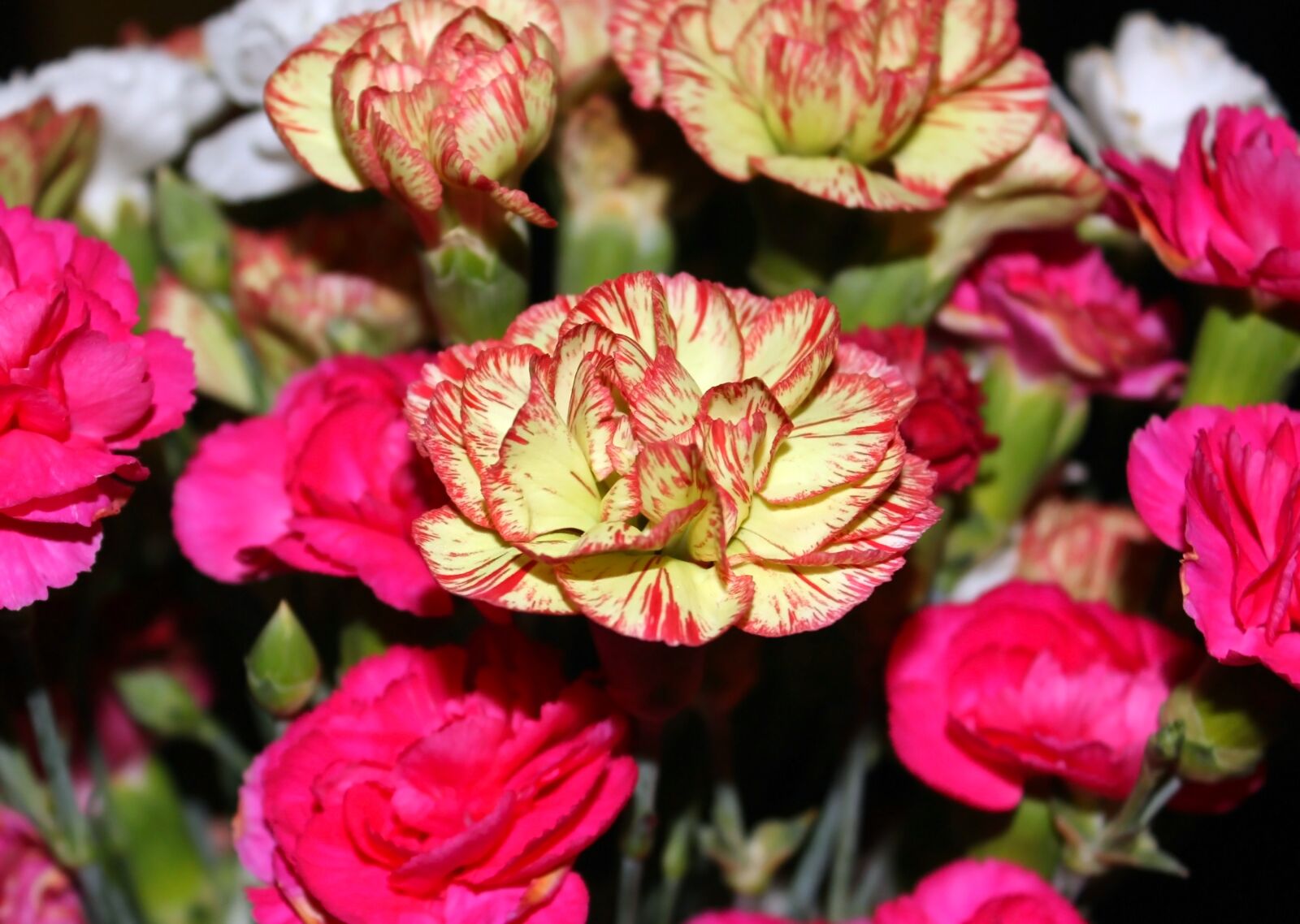 Canon EOS 600D (Rebel EOS T3i / EOS Kiss X5) sample photo. Carnation, baby carnation, flower photography
