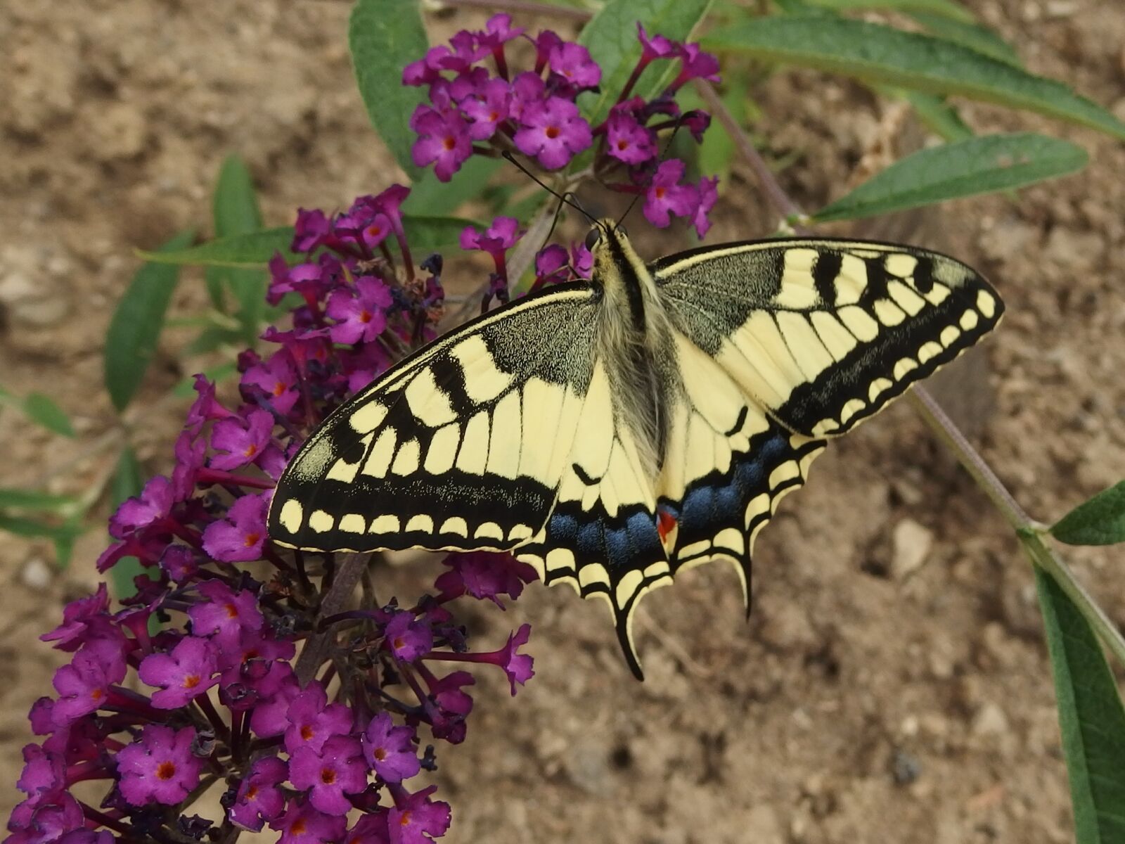 Olympus Stylus XZ-10 sample photo. Swallowtail, butterfly, butterfly wings photography