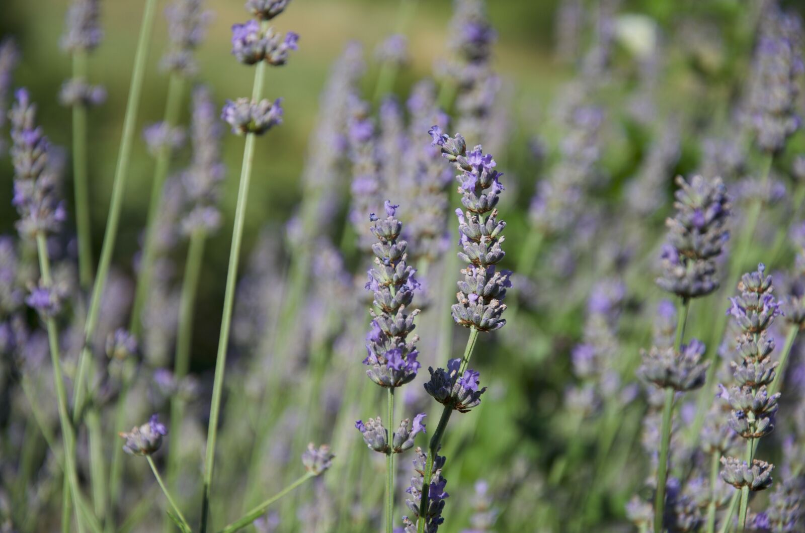 Nikon D5100 sample photo. Lavender, italy, lumen photography
