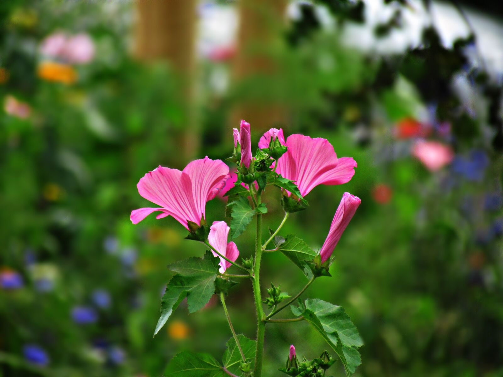 Canon PowerShot SX30 IS sample photo. Flower, meadow, pink photography