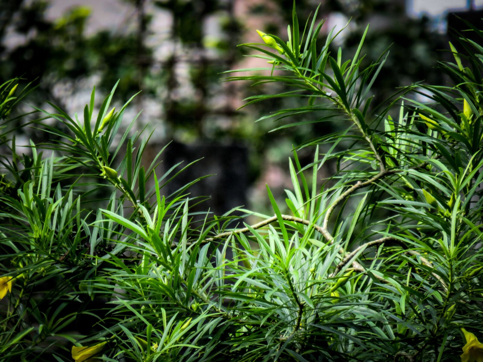 Canon PowerShot SX540 HS sample photo. Oleander, tree, green photography