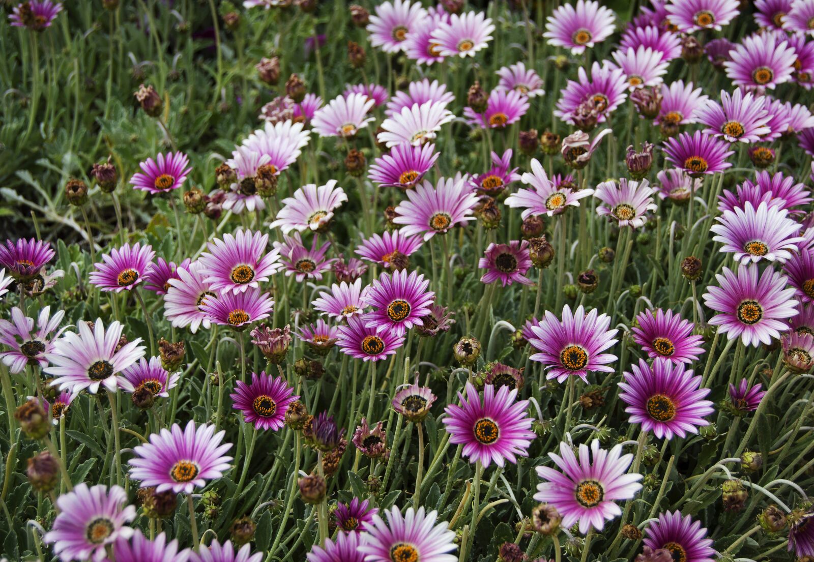 Nikon D3200 sample photo. Flowers, nature, spring photography