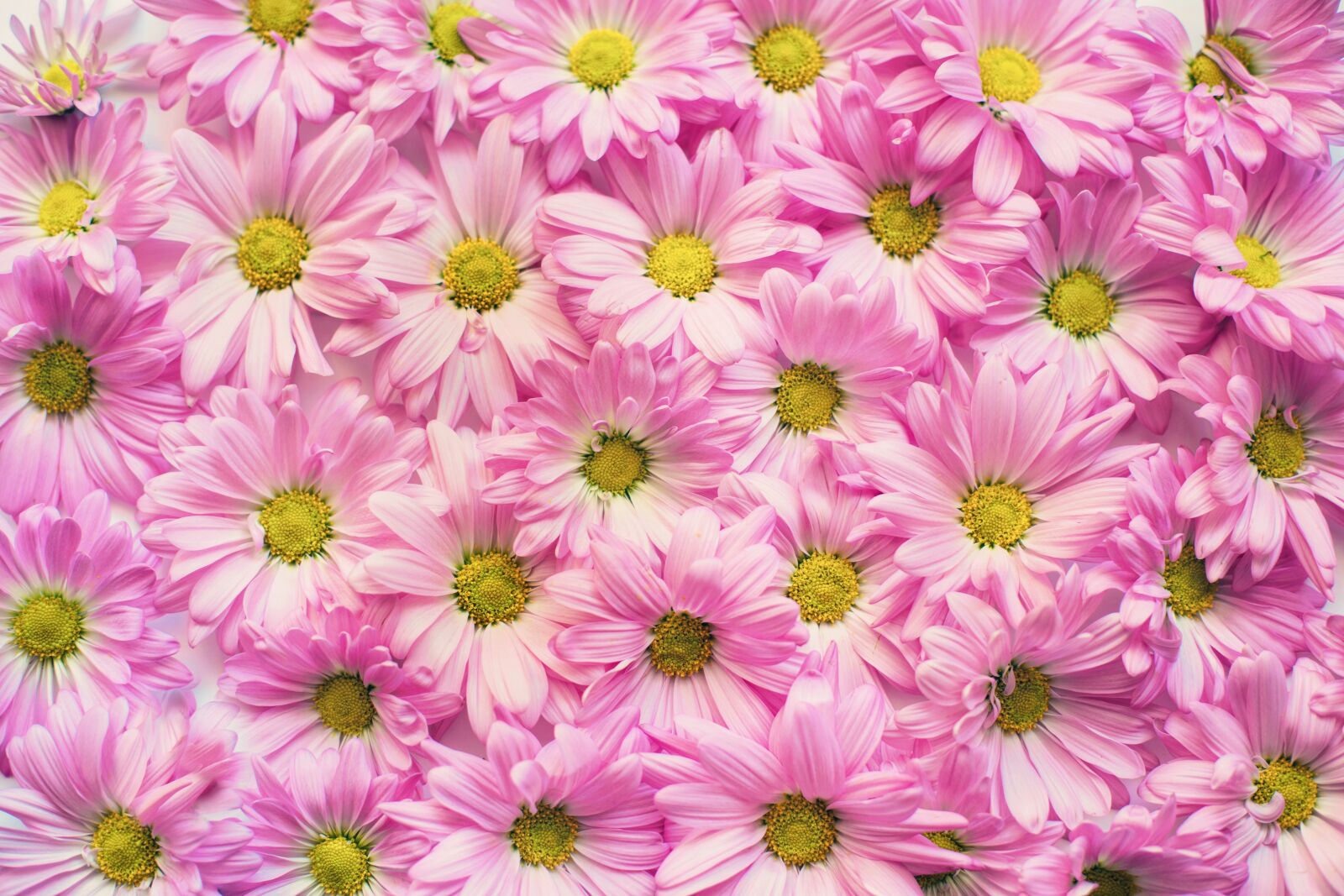 Canon EF 50mm F1.4 USM sample photo. Pink daisies, flowers, backdrop photography