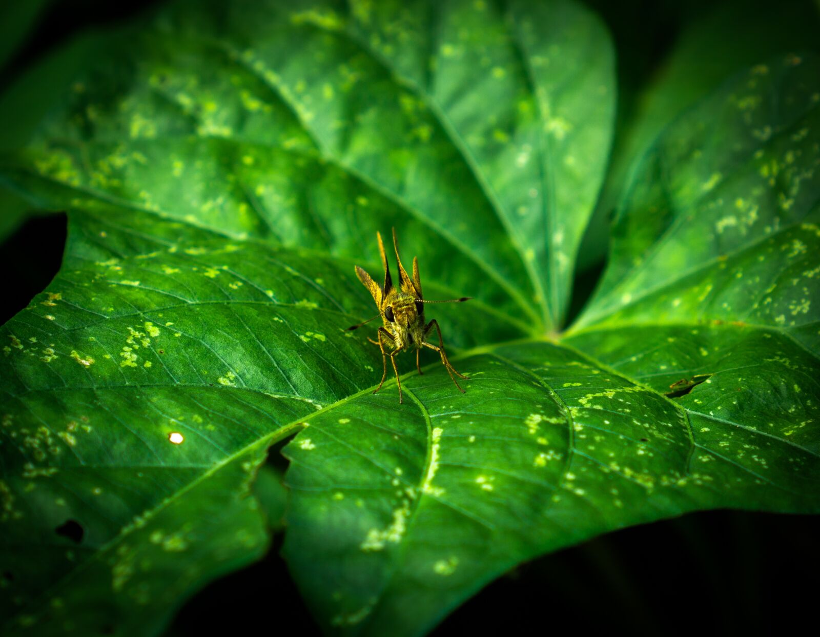 Sony a6000 sample photo. Insect, beautiful fly, beautiful photography