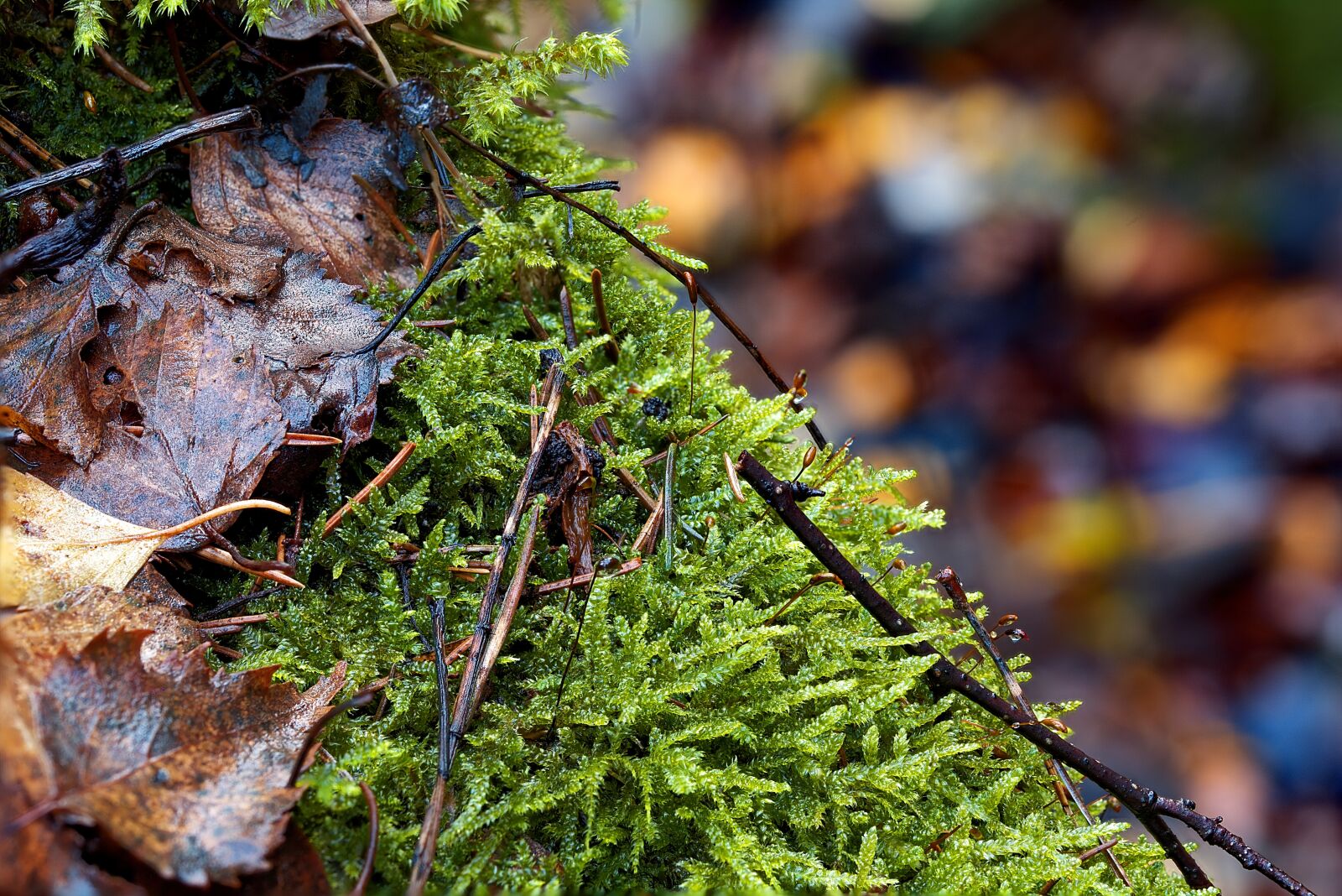 Canon EOS 6D sample photo. Nature, leaf, wood photography