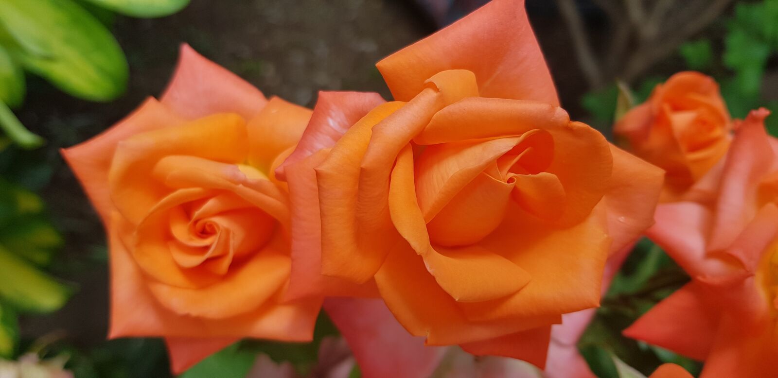 Samsung Galaxy S8 sample photo. Roses, orange, rosebush photography