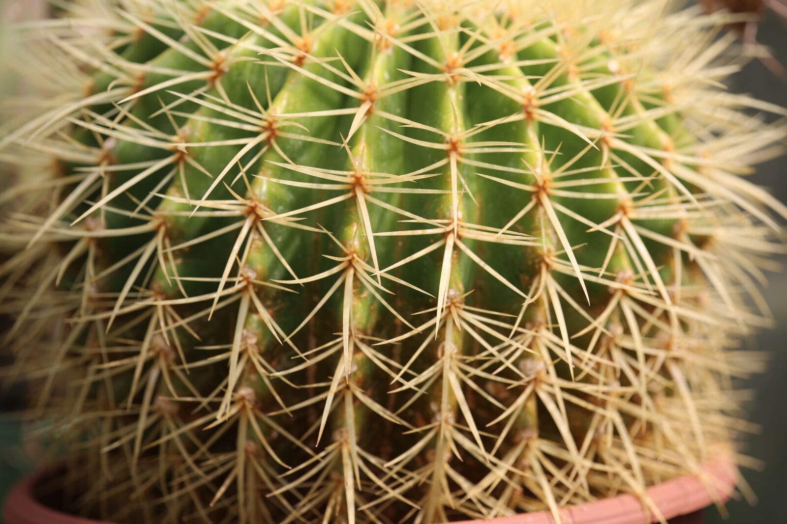 Canon EF 180mm F3.5L Macro USM sample photo. Cactus, spine, succulent photography